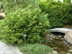 Thujopsis (Thujopsis Dolabrata) -Goedkope DirectPlant winkel thujopsis dolabrata