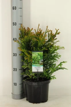 Thujopsis (Thujopsis Dolabrata) -Goedkope DirectPlant winkel thujopsis dolobrata winter c3 m
