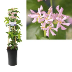 Roze Toscaanse Jasmijn (Trachelospermum 'Pink Air') -Goedkope DirectPlant winkel trachelospermum pink air light01