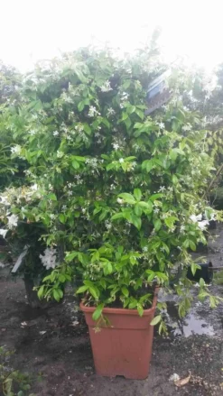 Toscaanse Jasmijn Als Leivorm(Trachelospernum Jasminoides) -Goedkope DirectPlant winkel trachelospernum jasm. leivorm 100125 2