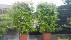 Toscaanse Jasmijn Als Leivorm(Trachelospernum Jasminoides) -Goedkope DirectPlant winkel trachelospernum jasm. leivorm 100125 3