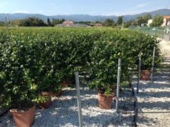 Toscaanse Jasmijn Als Leivorm(Trachelospernum Jasminoides) -Goedkope DirectPlant winkel trachelospernum jasminoides lage leivorm