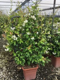 Toscaanse Jasmijn Als Leivorm(Trachelospernum Jasminoides) -Goedkope DirectPlant winkel trachelospernum jasminoides lage leivorm met bloem