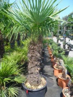 Winterharde Palm (Trachycarpus Fortunei) -Goedkope DirectPlant winkel trachycarpus fortunei 80 100stam