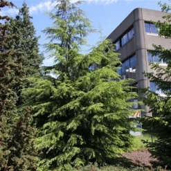 Westelijke Hemlockspar (Tsuga Heterophylla) -Goedkope DirectPlant winkel tsuga heterophylla