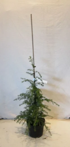 Westelijke Hemlockspar (Tsuga Heterophylla) -Goedkope DirectPlant winkel tsugaheterophylla060