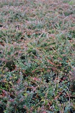 Veenbes (Vaccinium Macrocarpon Cranberry) -Goedkope DirectPlant winkel vaccinium macrocarpon