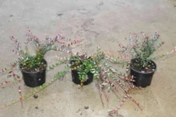 Veenbes (Vaccinium Macrocarpon Cranberry) -Goedkope DirectPlant winkel vaccinium macrocarpon 2