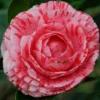 Camelia Als Leivorm (Camellia Japonica 'Giuseppe Traverso')