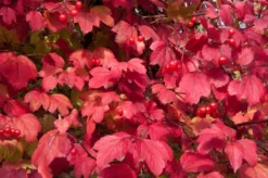 Gelderse Roos (Viburnum Opulus) -Goedkope DirectPlant winkel vaem08760