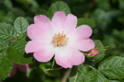 Ondoordringbare Haag, Hoog -Goedkope DirectPlant winkel vaem09210