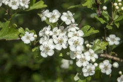 Goedkope DirectPlant winkel -Goedkope DirectPlant winkel vaem13493 1