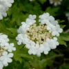 Gelderse Roos (Viburnum Opulus)