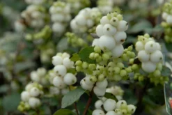 Sneeuwbes (Symphoricarpos 'Magical Galaxyยฎ)