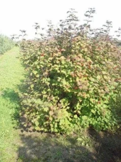 Gelderse Roos (Viburnum Opulus) -Goedkope DirectPlant winkel viburnum opulus 150 200 1