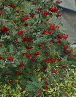 Vogelvriendelijke Haag -Goedkope DirectPlant winkel visi07503