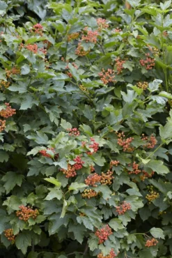 Goedkope DirectPlant winkel 37 Vogelvriendelijke Haag