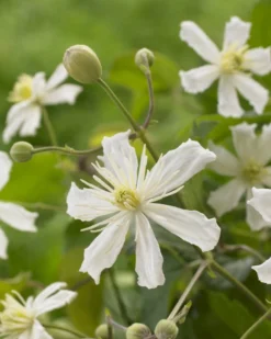 Bosrank (Clematis 'Paul Farges')
