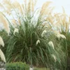 Pampasgras (Cortaderia Selloana 'Senior')