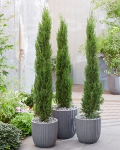 Italiaanse Cypres (Cupressus Sempervirens 'Stricta') -Goedkope DirectPlant winkel visi198161 1