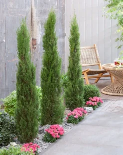 Italiaanse Cypres (Cupressus Sempervirens 'Stricta') -Goedkope DirectPlant winkel visi198162 1