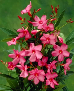 Smalbladige Oleander (Nerium Oleander 'Papa Gambetta')