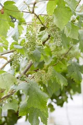 Muskaatdruif (Vitis Vinifera ‘Moscato Bianco’) 1 Muskaatdruif (Vitis Vinifera ‘Moscato Bianco’)
