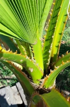 Washingtonia (Washingtonia Robusta) -Goedkope DirectPlant winkel washingtoniarobusta04