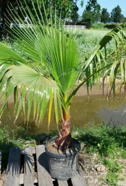 Washingtonia (Washingtonia Robusta) -Goedkope DirectPlant winkel washingtoniarobusta10