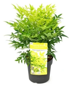 Hemelse Bamboe (Nandina Domestica 'Lemon And Lime') -Goedkope DirectPlant winkel wep 0549