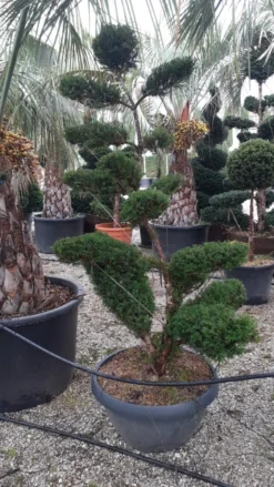Taxus Als Bonsai (Taxus Baccata)