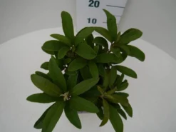 Rhododendron (Rhododendron 'Wilgen's Ruby') -Goedkope DirectPlant winkel wilgens ruby c2 boven