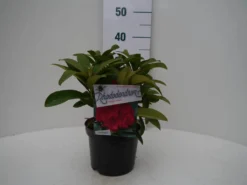 Rhododendron (Rhododendron 'Wilgen's Ruby') -Goedkope DirectPlant winkel wilgens ruby c2 voor