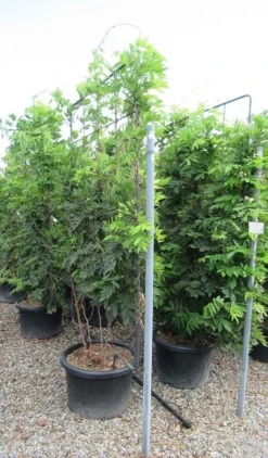 Blauwe Regen Als Leivorm (Wisteria Brachybotrys 'Yokohama Fuji') 16 Blauwe Regen Als Leivorm (Wisteria Brachybotrys 'Yokohama Fuji') -Goedkope DirectPlant winkel wisteria 110x180 leivorm 1