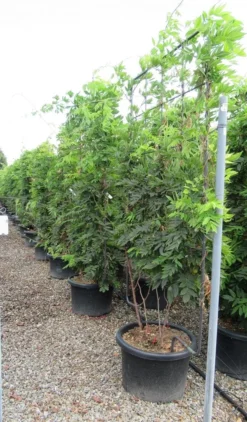 Blauwe Regen Als Leivorm (Wisteria Brachybotrys 'Yokohama Fuji') 15 Blauwe Regen Als Leivorm (Wisteria Brachybotrys 'Yokohama Fuji') -Goedkope DirectPlant winkel wisteria 110x180 leivorm 2 1