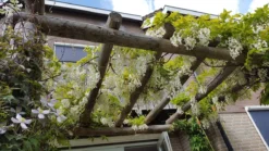 Japanse Blauwe Regen, Wit (Wisteria Floribunda 'Alba') -Goedkope DirectPlant winkel wisteria f. alba