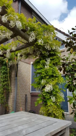 Japanse Blauwe Regen, Wit (Wisteria Floribunda 'Alba') -Goedkope DirectPlant winkel wisteria f. long. alba