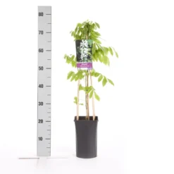 Japanse Blauwe Regen, Wit (Wisteria Floribunda 'Alba') -Goedkope DirectPlant winkel wisteria floribunda alba