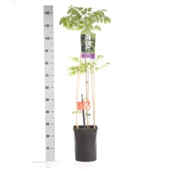 Japanse Blauwe Regen, Wit (Wisteria Floribunda 'Alba') -Goedkope DirectPlant winkel wisteria floribunda alba 1.00 1.25