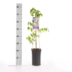 Blauwe Regen, Roze (Wisteria Floribunda 'Rosea') -Goedkope DirectPlant winkel wisteria floribunda rosea