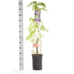Blauwe Regen, Roze (Wisteria Floribunda 'Rosea') -Goedkope DirectPlant winkel wisteria floribunda rosea 1.00 1.25