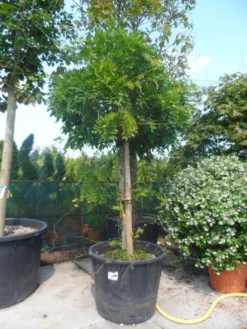 Blauwe Regen, Roze (Wisteria Floribunda 'Rosea') -Goedkope DirectPlant winkel wisteria floribunda rosea oude stam