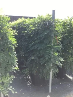 Blauwe Regen Als Leivorm (Wisteria Brachybotrys 'Yokohama Fuji') -Goedkope DirectPlant winkel wisteria lage leivorm 2