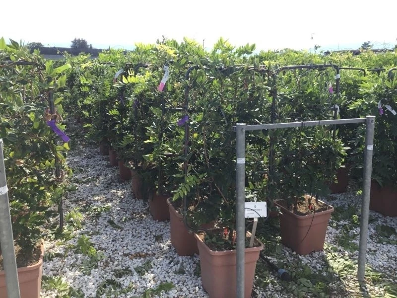 Blauwe Regen Als Leivorm (Wisteria Brachybotrys 'Yokohama Fuji') 3 Blauwe Regen Als Leivorm (Wisteria Brachybotrys 'Yokohama Fuji') - Afbeelding 3