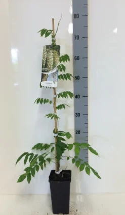 Japanse Blauwe Regen, Wit (Wisteria Floribunda 'Alba') -Goedkope DirectPlant winkel wisteria sin. alba 80 100 c2