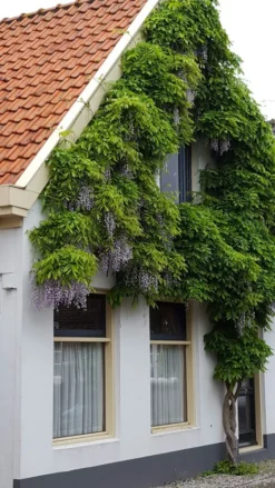 Blauwe Regen (Wisteria Sinensis 'Prolific') -Goedkope DirectPlant winkel wisteria sin. prolific