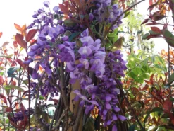 Blauwe Regen (Wisteria Sinensis 'Prolific') -Goedkope DirectPlant winkel wisteria sin. prolific 2