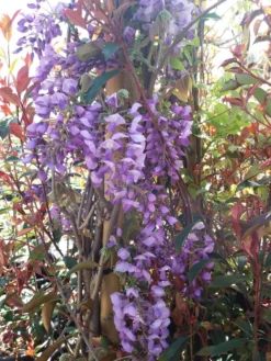 Blauwe Regen (Wisteria Sinensis 'Prolific') -Goedkope DirectPlant winkel wisteria sin. prolific 3