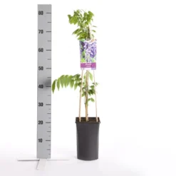 Blauwe Regen (Wisteria Sinensis) 11 Blauwe Regen (Wisteria Sinensis) -Goedkope DirectPlant winkel wisteria sinensis