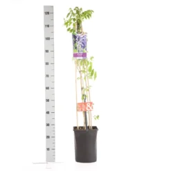 Blauwe Regen (Wisteria Sinensis) 10 Blauwe Regen (Wisteria Sinensis) -Goedkope DirectPlant winkel wisteria sinensis 1.00 1.25